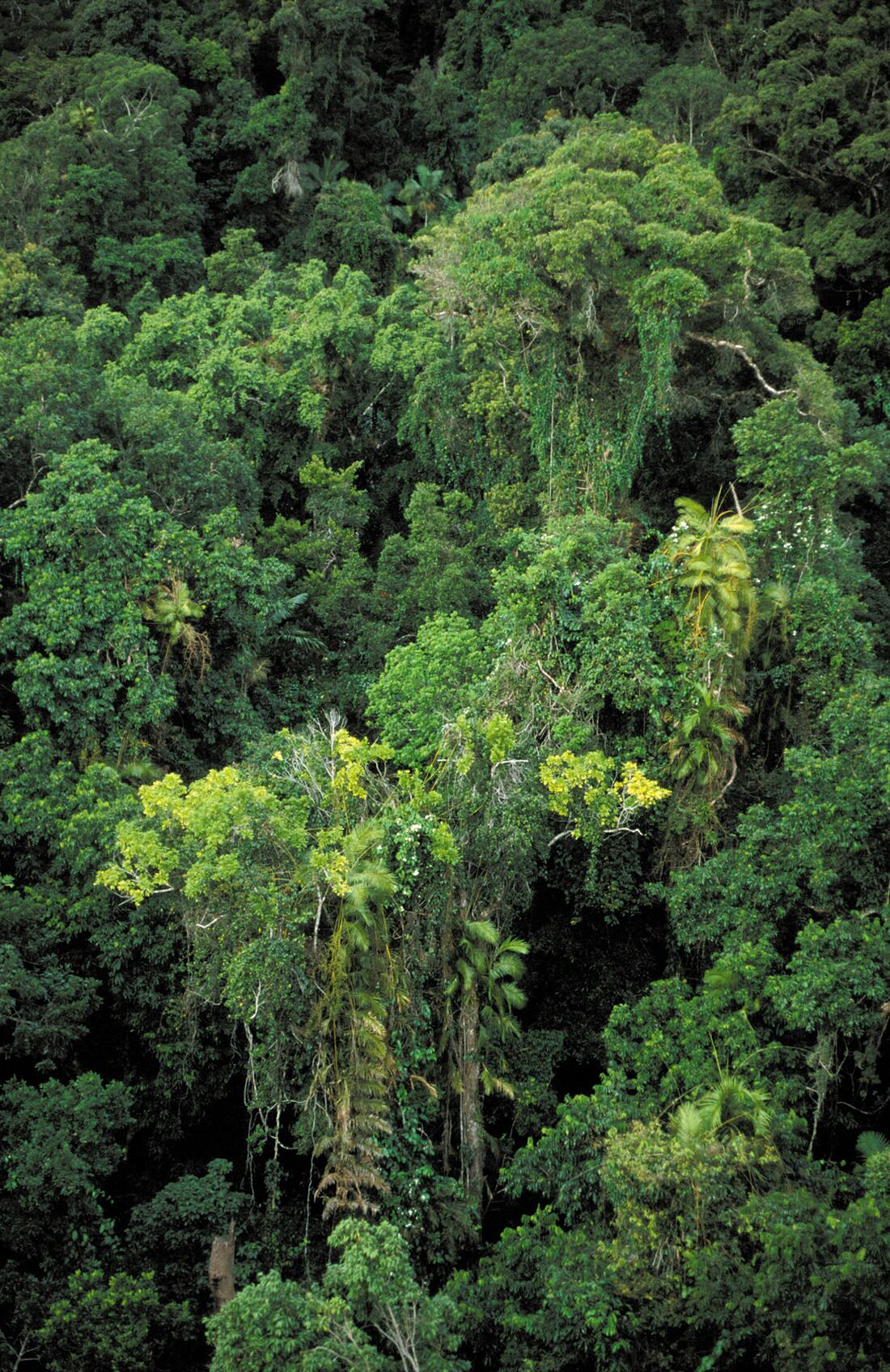 Dense tropical rainforest canopy seen from above, layers of green crowns and palms running to the edge of the frame